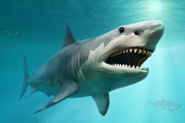 https://hawaiisharkencounters.com/shark-cage-diving/