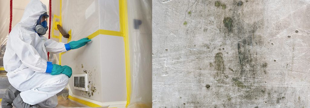 Mold Remediation Services