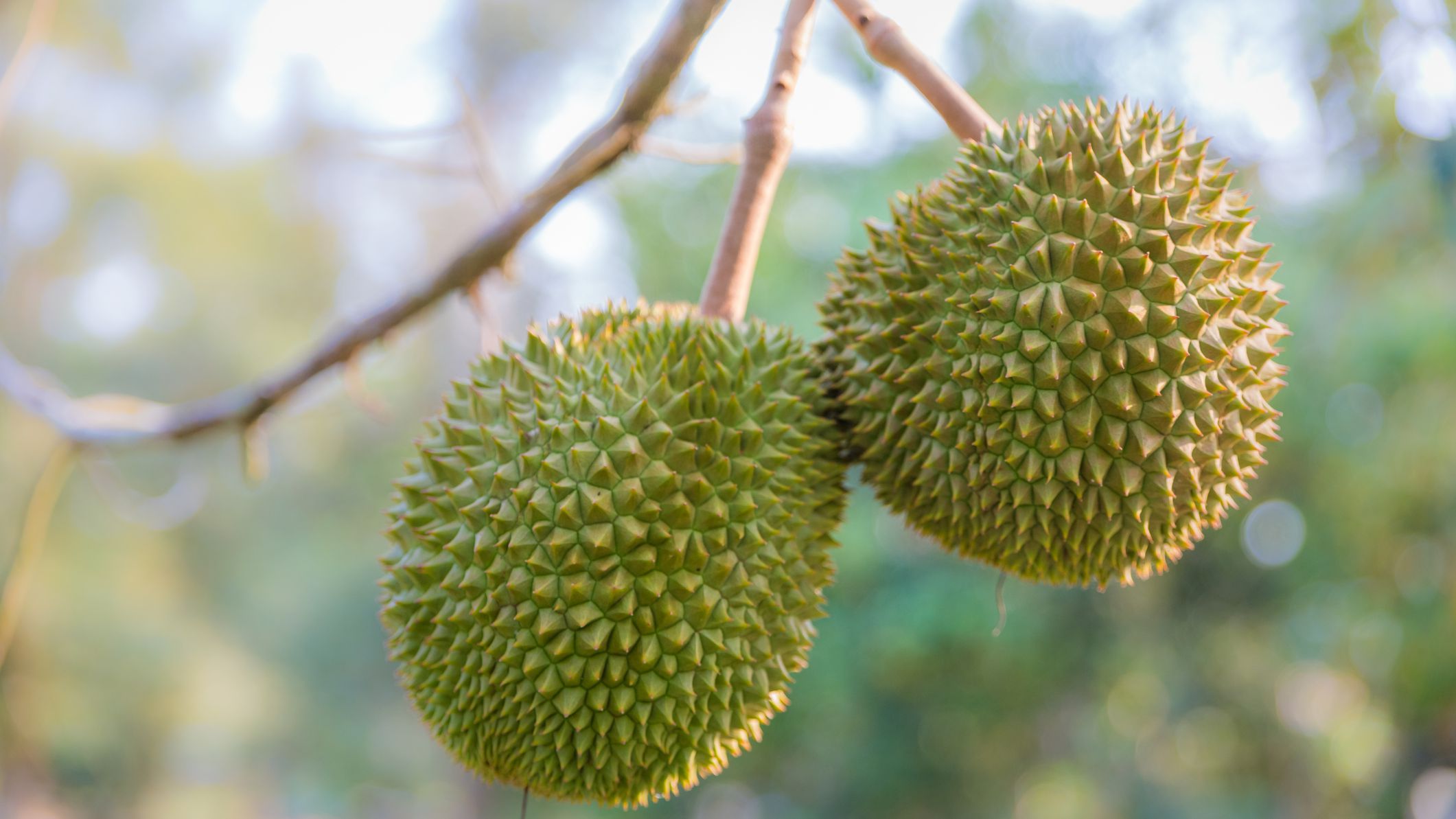 Want to know about the musang king durian fruit